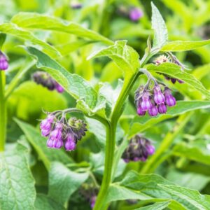 80+ Seed Symphytum Officinale Comfr...