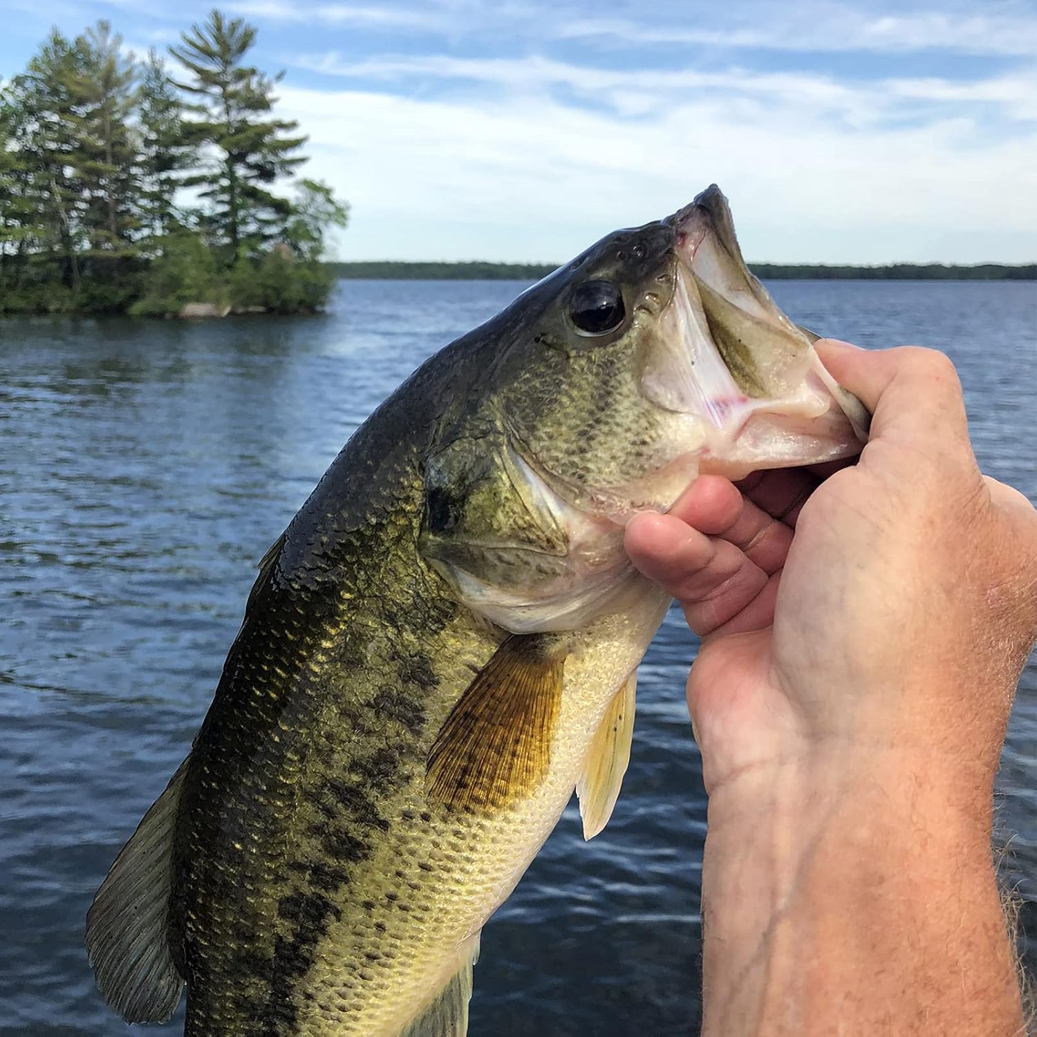 MadBite by KastKing Ned Rig Jig Heads for Soft Fishing Lures, 24-Pack Finesse Standard Mushroom Stand-up Ned Heads Kit, Needle Point Saltwater & Freshwater Versatility Ned Rig Hooks 1/8, 1/16, 3/16 oz - Image 6