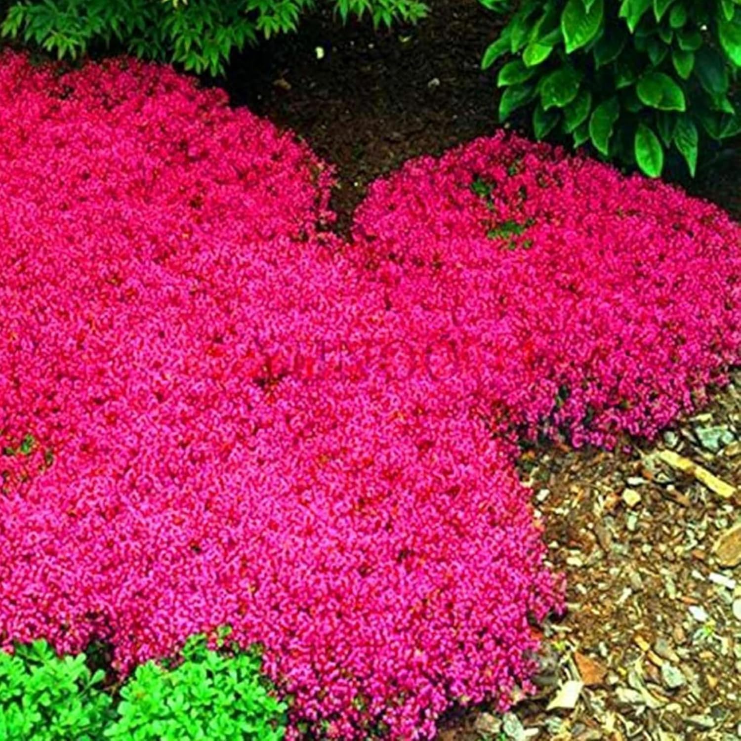 6000+ Mixed Creeping Thyme Seeds for Planting - Heirloom Flowers Perennial Thyme Non-GMO Thymus Serpyllum Seed Ground Cover Plants - Image 5