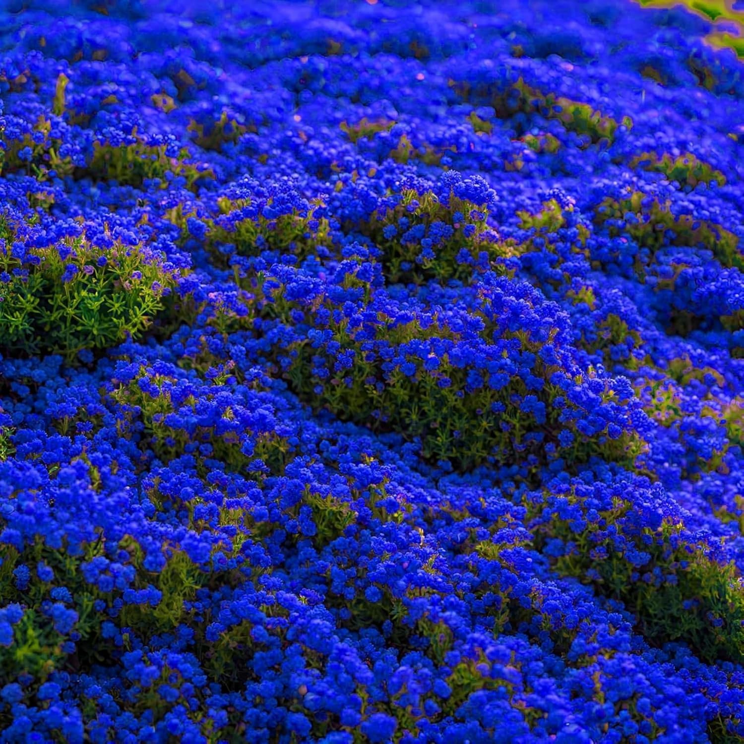 6000+ Mixed Creeping Thyme Seeds for Planting - Heirloom Flowers Perennial Thyme Non-GMO Thymus Serpyllum Seed Ground Cover Plants - Image 4