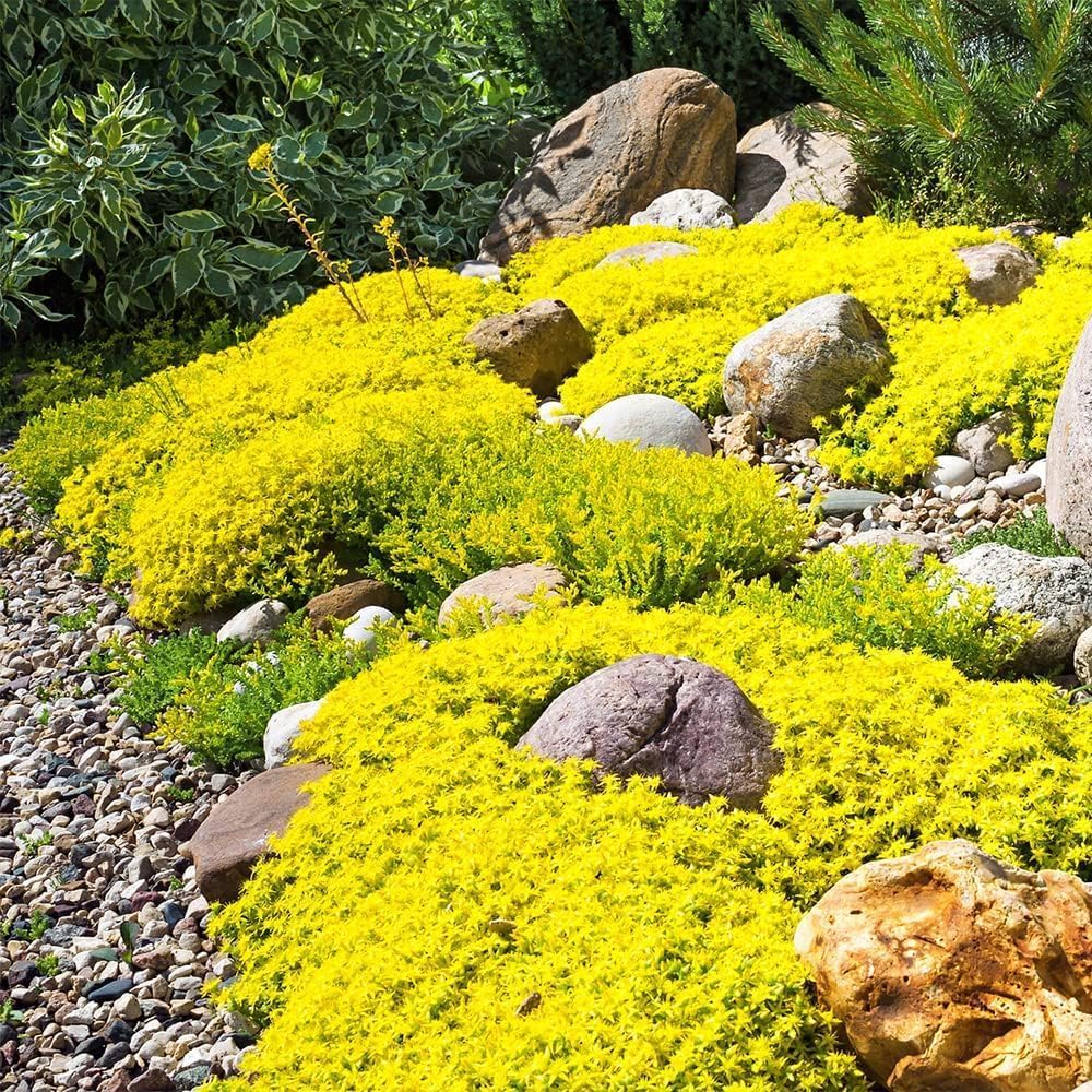 6000+ Mixed Creeping Thyme Seeds for Planting - Heirloom Flowers Perennial Thyme Non-GMO Thymus Serpyllum Seed Ground Cover Plants - Image 6