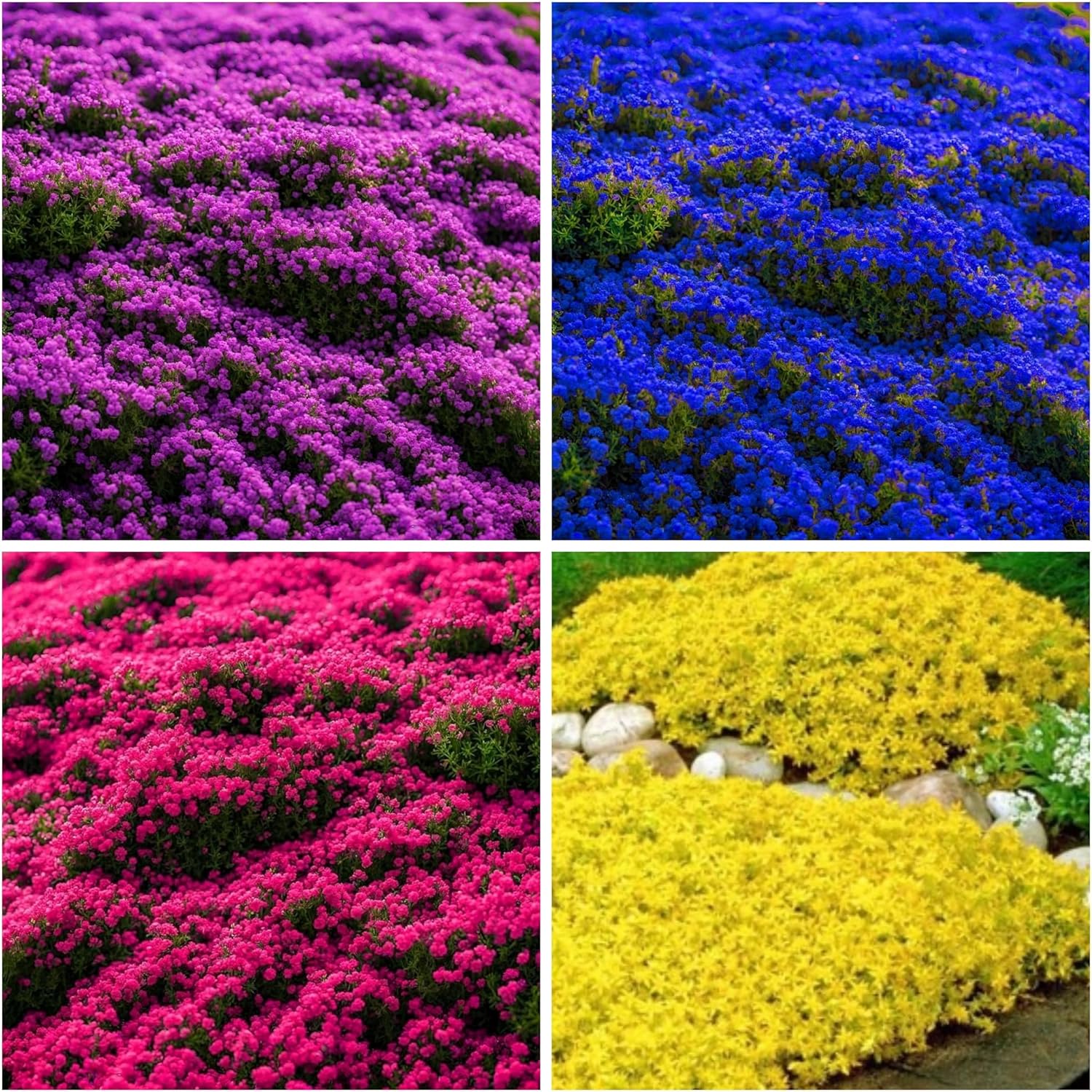 6000+ Mixed Creeping Thyme Seeds for Planting - Heirloom Flowers Perennial Thyme Non-GMO Thymus Serpyllum Seed Ground Cover Plants - Image 2
