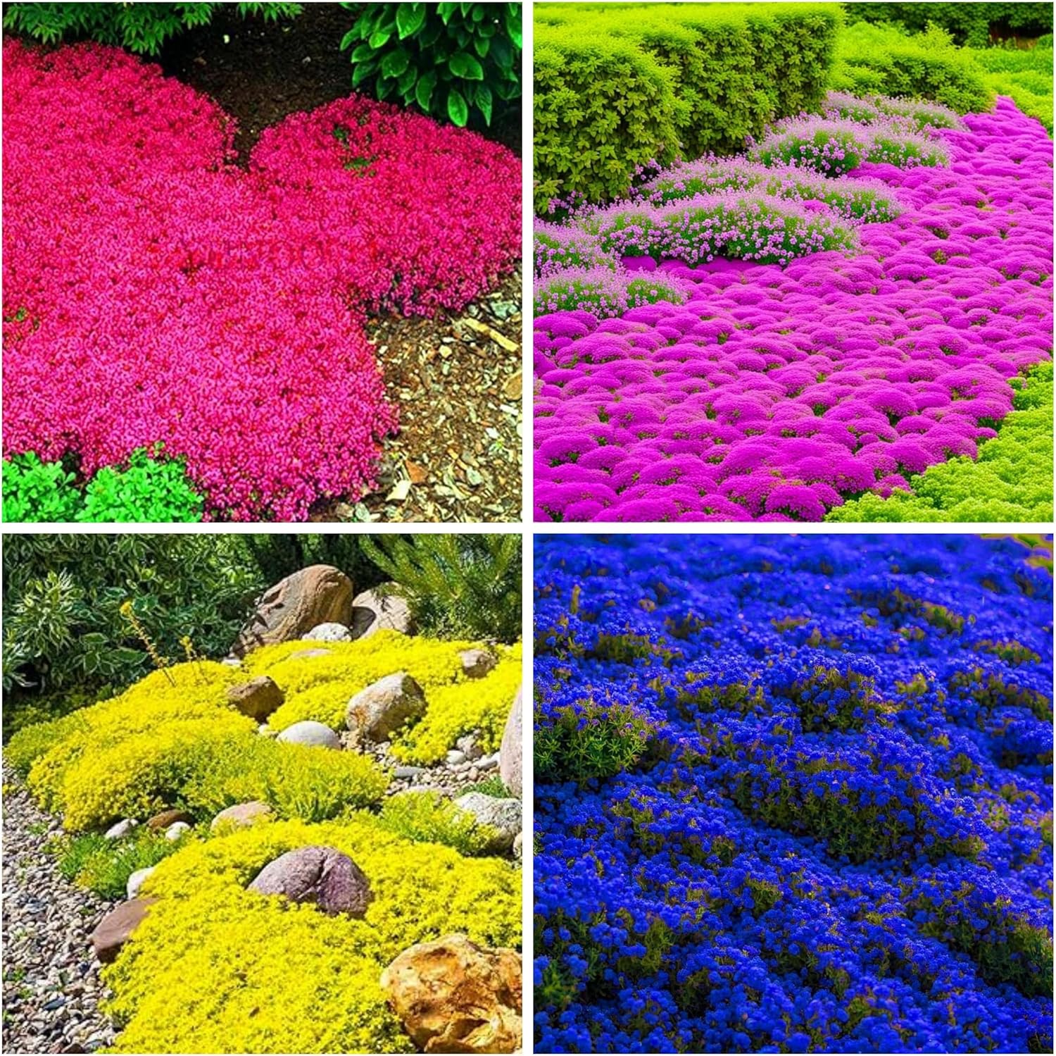 6000+ Mixed Creeping Thyme Seeds for Planting - Heirloom Flowers Perennial Thyme Non-GMO Thymus Serpyllum Seed Ground Cover Plants