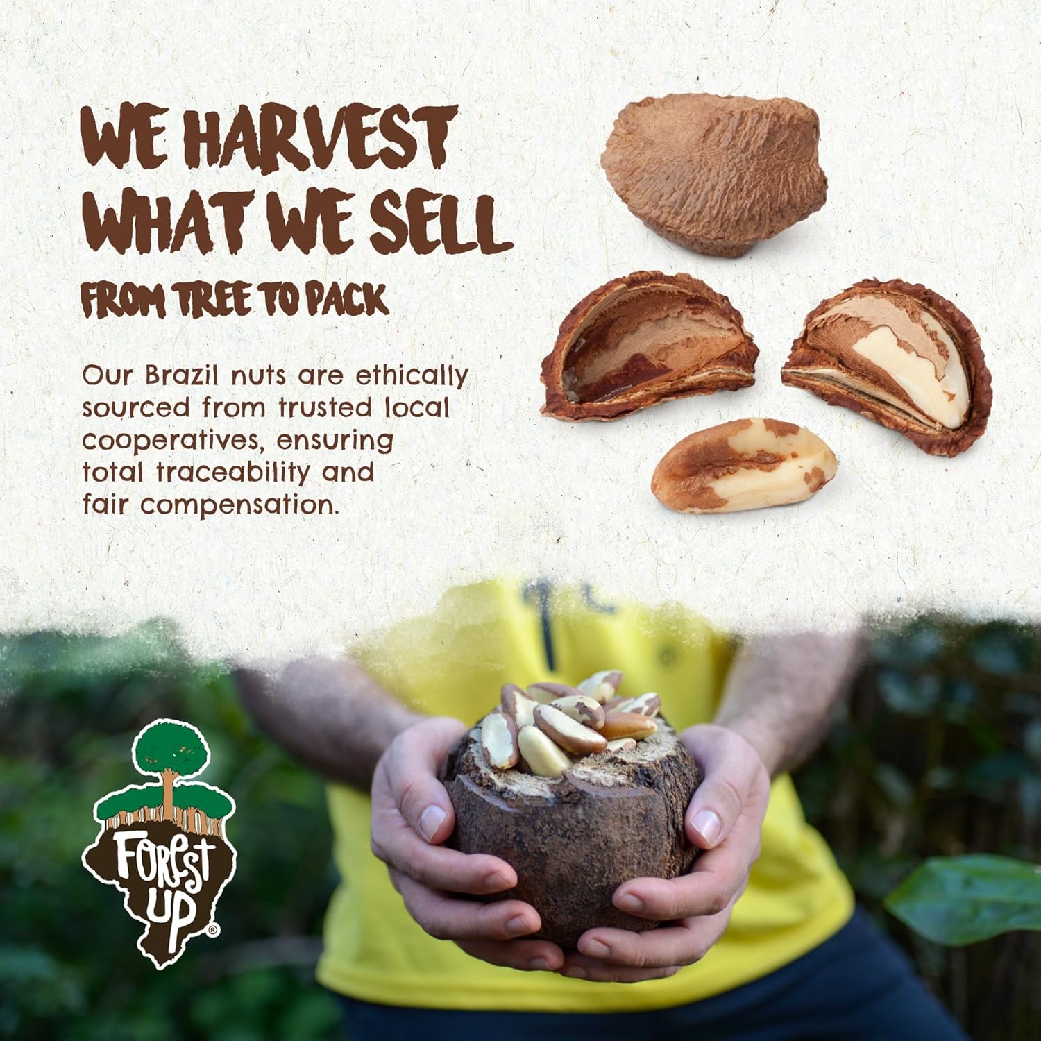 Snack The True Organic Brazil Nuts 7 oz – Raw and Unsalted – Kosher – Healthy-Rich in Vegetable Protein – Harvested in Amazon Rainforest – Fresh, Vegan and Gluten Free – Forest Up - Image 6