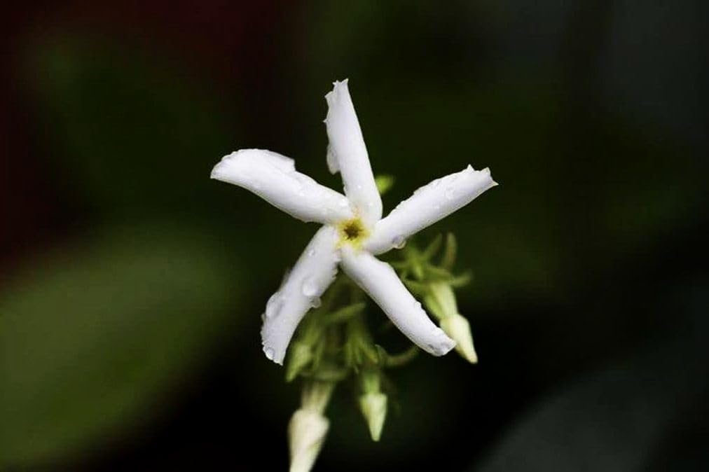 Rare Scented Jasmine Flower Easy to Grow 5g Seeds - Image 5