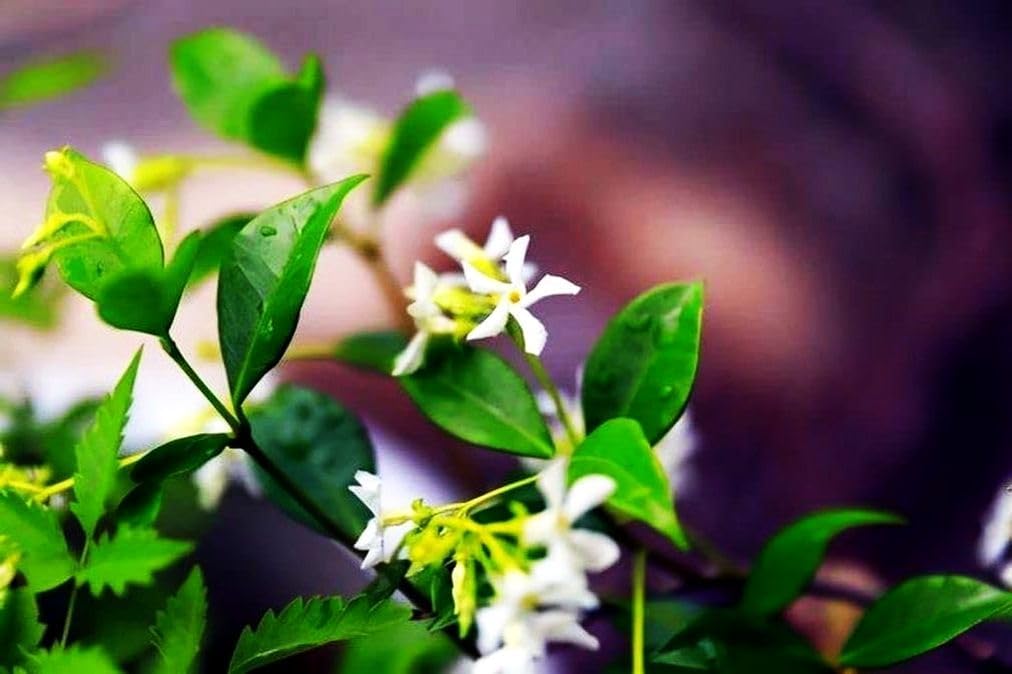 Rare Scented Jasmine Flower Easy to Grow 5g Seeds - Image 3