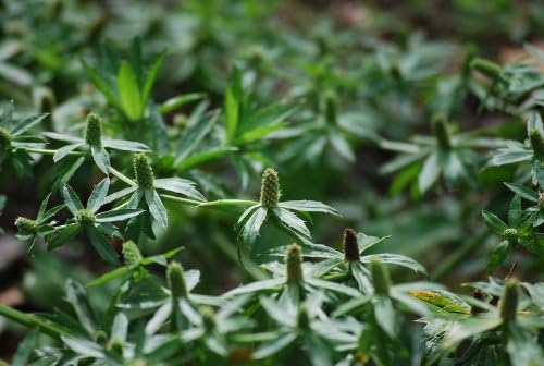 Recao, Culantro, Cilantro ancho, Mexican Coriander (Eryngium foetidum) 200++ Qty Seeds Pack - Image 2