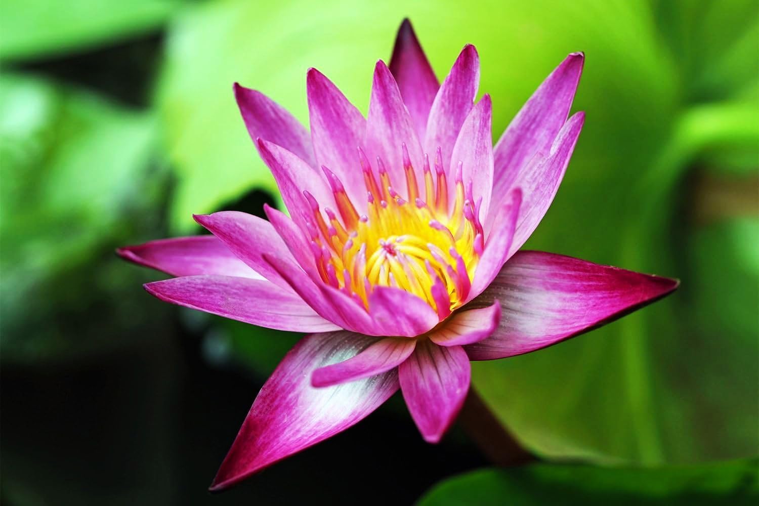 30 Mixed Miniature Water Lily & Lotus Seeds Vibrant Blooms for Bowls & Ponds Non-GMO, Indoor/Outdoor Water Garden in a Bowl or Pond - Image 3