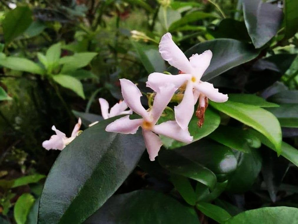 Rare Scented Jasmine Flower Easy to Grow 5g Seeds - Image 4