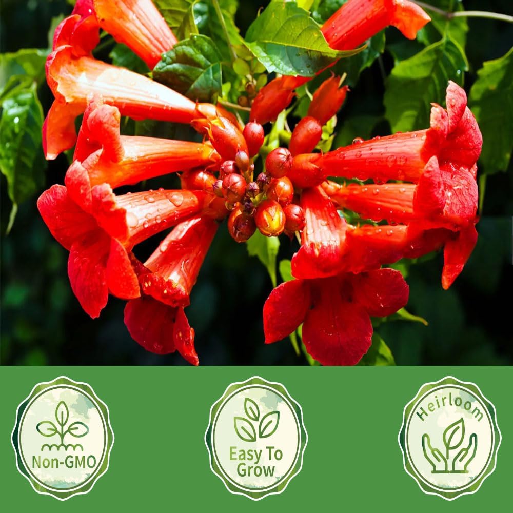 100+Hummingbird Trumpet Vine Plant Seeds-Trumpet Creeper Seeds Non-GMO Heirloom Flower Seed - Image 2