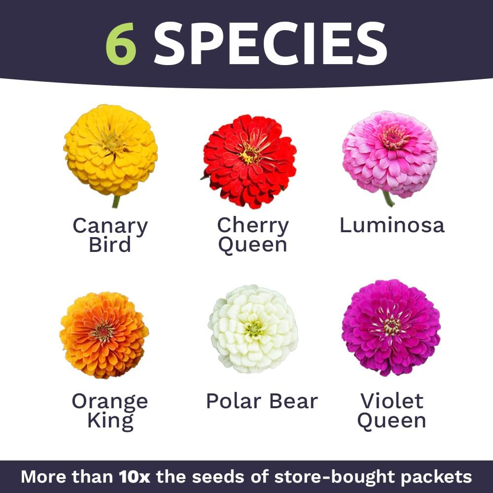 Zinnia Seeds - California Giants Mix - Large 1 Ounce Packet - 3,000 Flower Seeds - Mixed Colors and Large Blooms - Image 4