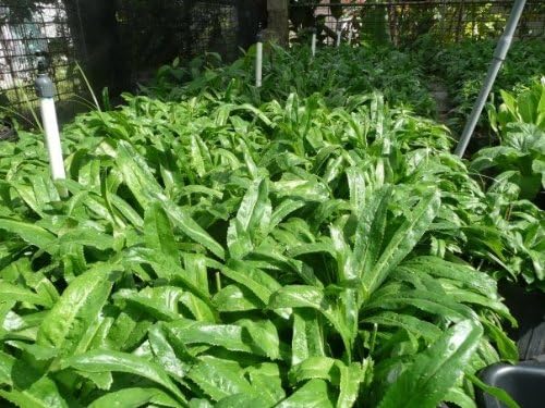 Recao, Culantro, Cilantro ancho, Mexican Coriander (Eryngium foetidum) 200++ Qty Seeds Pack - Image 3