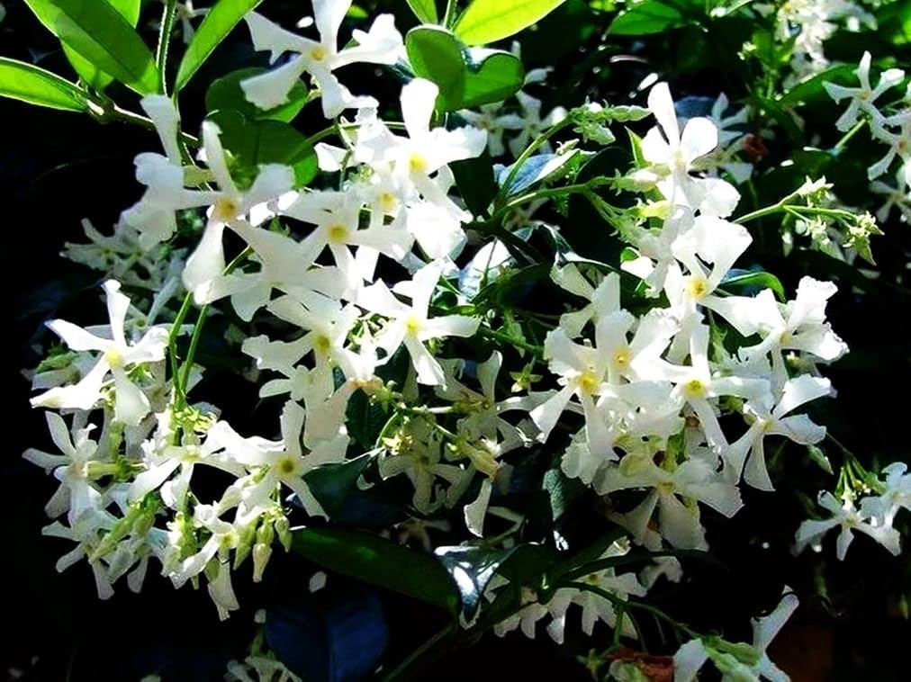 Rare Scented Jasmine Flower Easy to Grow 5g Seeds - Image 2