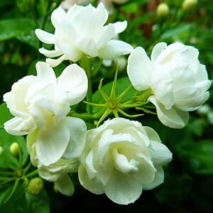 50 Pcs Jasmin Seeds for Planting Fr...