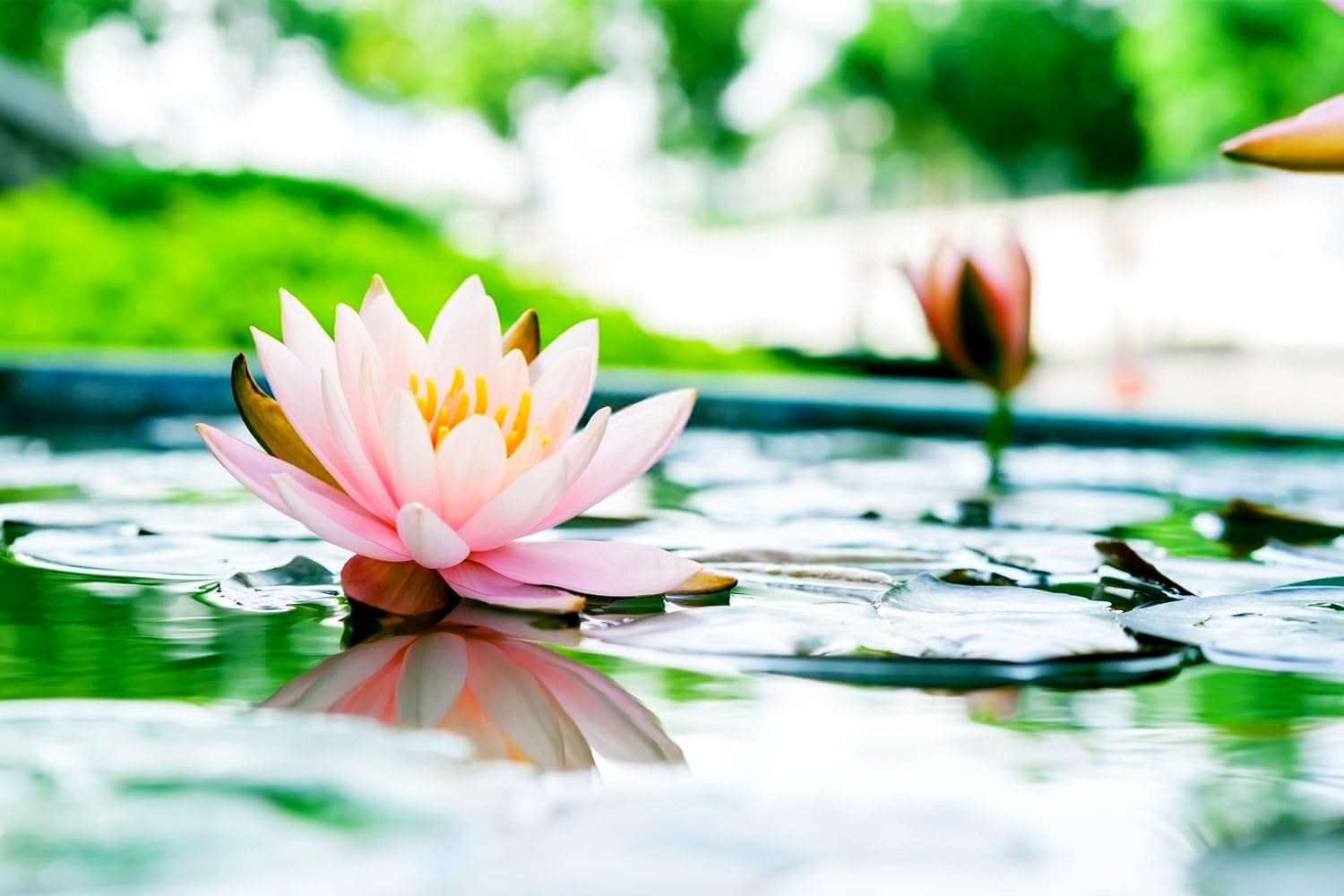 30 Mixed Miniature Water Lily & Lotus Seeds Vibrant Blooms for Bowls & Ponds Non-GMO, Indoor/Outdoor Water Garden in a Bowl or Pond - Image 2