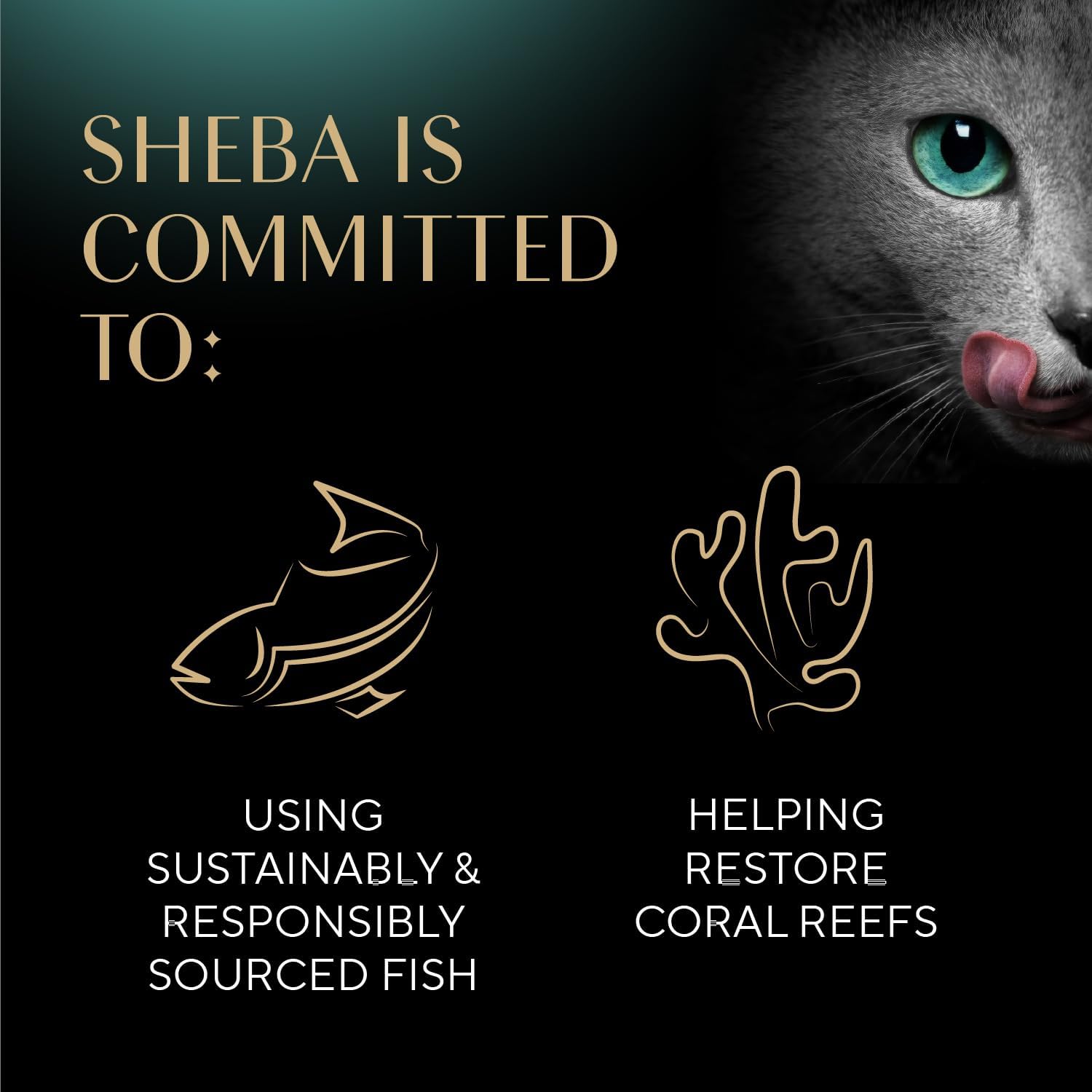 Sheba Selections Filets in Broth, Adult Cat Food Wet Recipe, Meal Complement, Chicken Recipe, 1.3 oz. Cups, 12 Count - Image 8