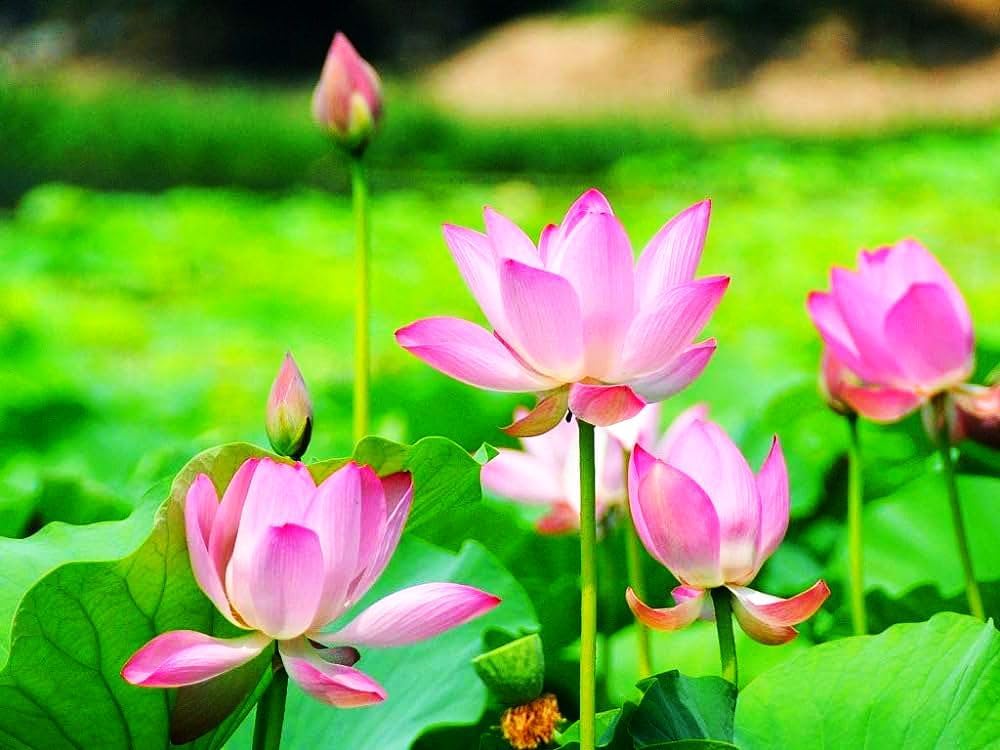 30 Mixed Miniature Water Lily & Lotus Seeds Vibrant Blooms for Bowls & Ponds Non-GMO, Indoor/Outdoor Water Garden in a Bowl or Pond - Image 4