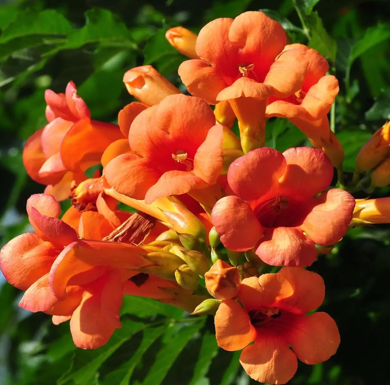 100+Hummingbird Trumpet Vine Plant Seeds-Trumpet Creeper Seeds Non-GMO Heirloom Flower Seed - Image 4