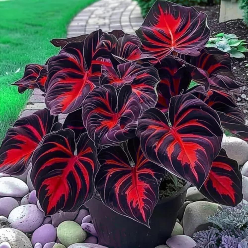 220+ Mixed Color Hosta Seeds for Planting - Hostas Seeds Rare Perennial, Flower Seed Beauties Easy to Grow Low Maintenance Heart Shaped Leaves Heart Hosta Plants for Outdoors Garden - Image 6
