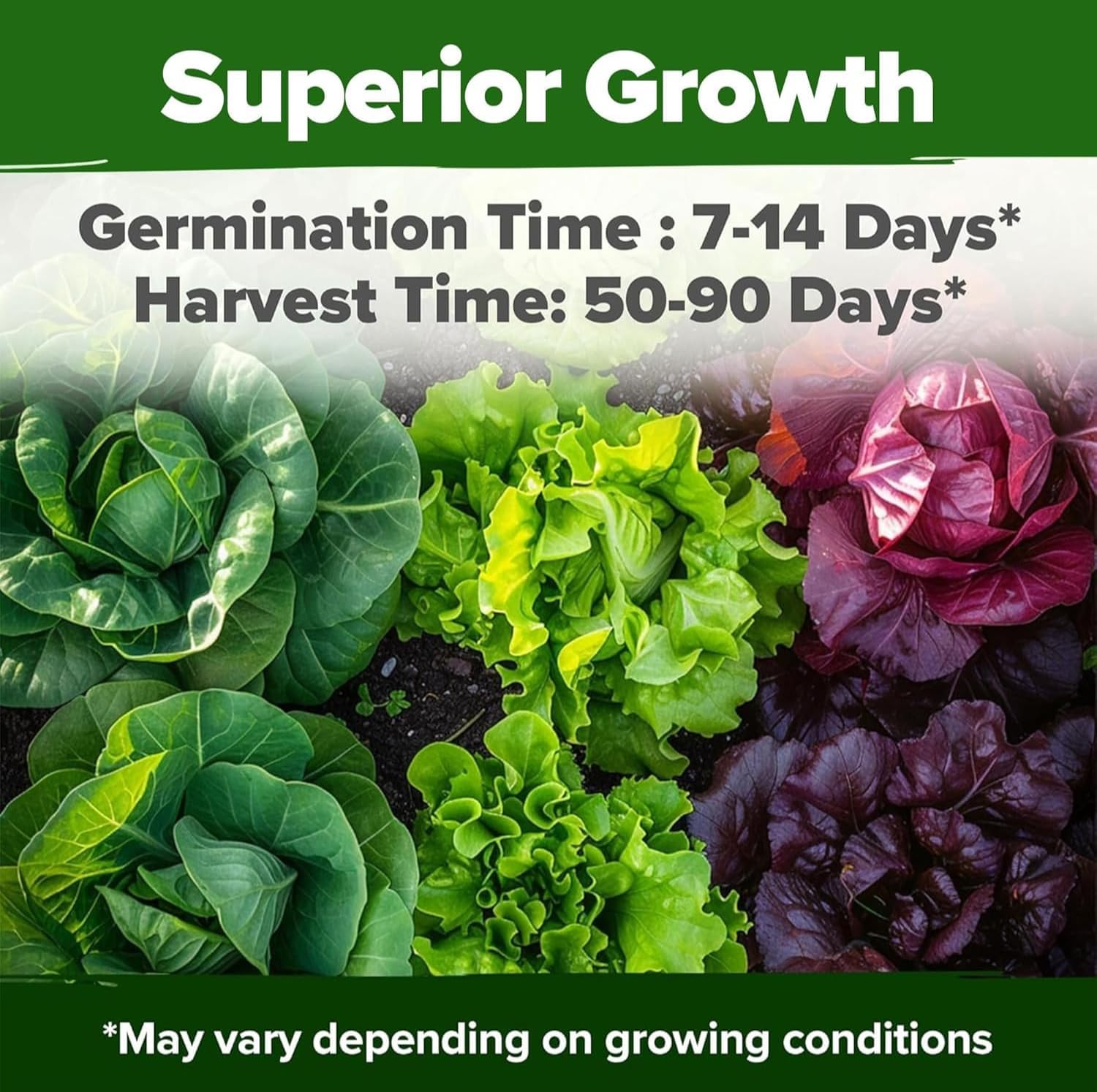 HOME GROWN 20 Variety Lettuce Seeds 21,500+ Bulk Pack Heirloom Non-GMO, High Germination, Romaine,Butterhead, Spinach, Kale, Iceberg, Continuous Harvest,Indoor Outdoor Hydroponic Garden (20 Varieties) - Image 4