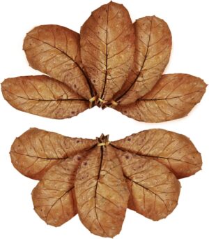 SunGrow Catappa Indian Almond Leave...