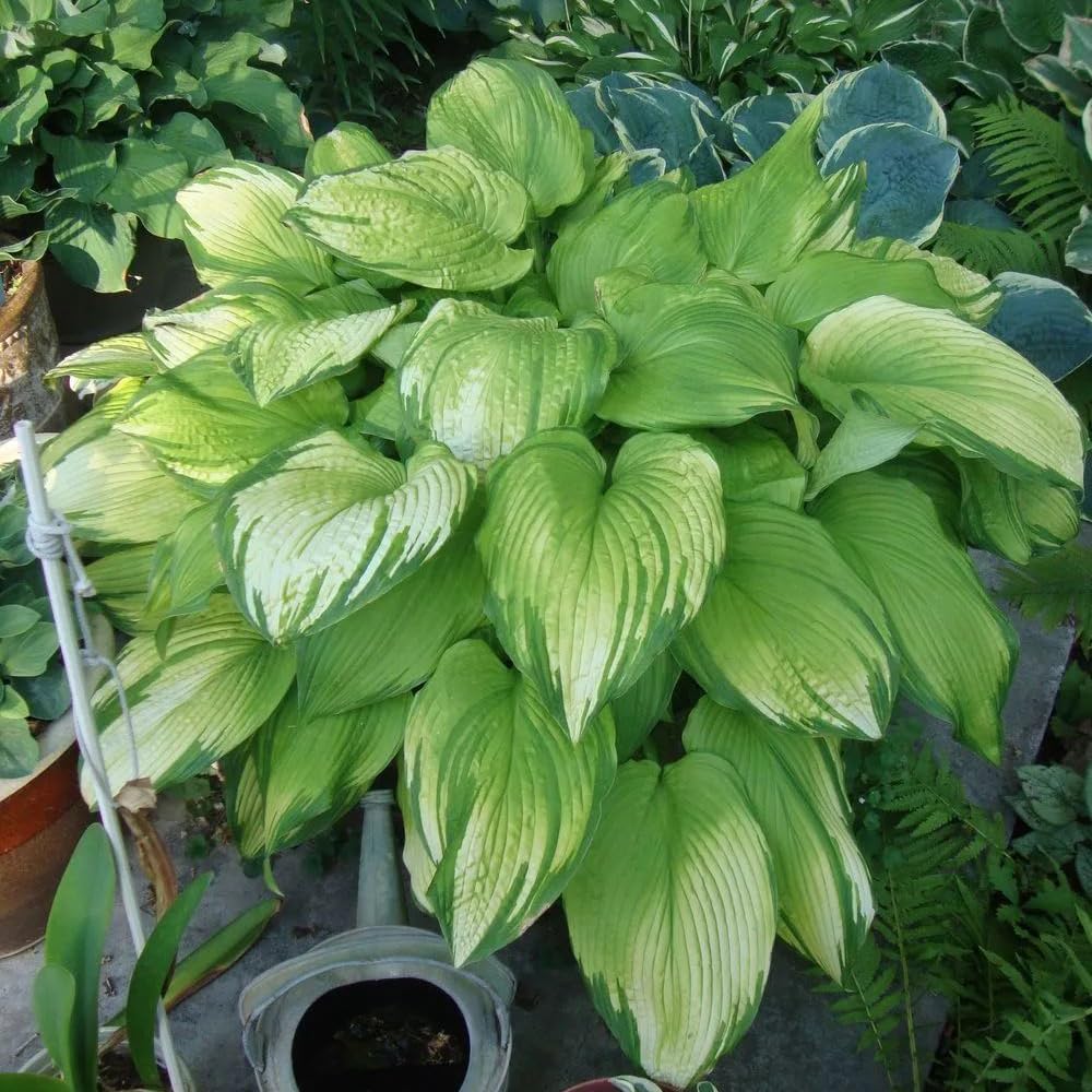 Hosta Seeds for Planting, 230+pcs Rare Perennial Hosta Flower Seeds, Non-GMO Heirloom Long Blooming Plants Shaded Entry Pathway Flowers for Garden Outdoors - Image 4
