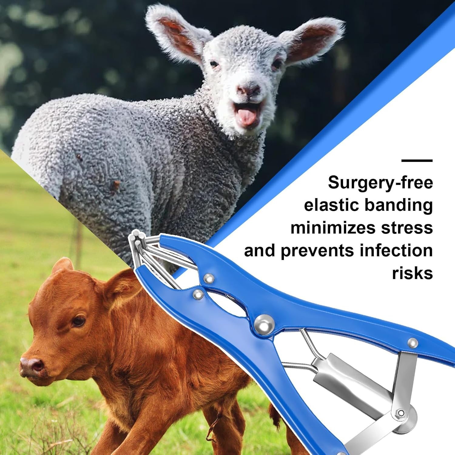 Goat Banding Kit, Stainless Steel Elastrator with 200pcs 3-Size Rubber Bands & Expander Tool for Humane Livestock Handling (Goats/Sheep/Calves) - Image 7