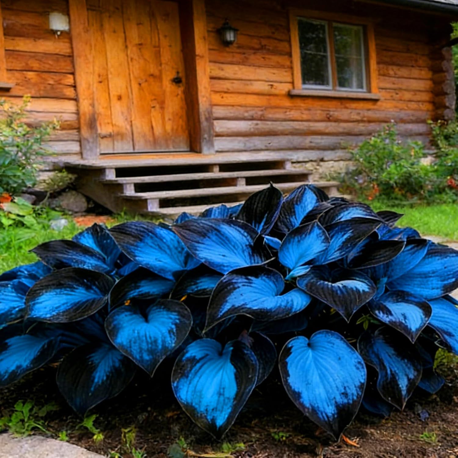 Hosta Seeds for Planting, 290+pcs Rare Perennial Hosta Flower Seeds Plants, Non-GMO Heirloom Long Blooming Plants Shaded Entry Pathway Rare Flowers for Garden Outdoors - Image 5