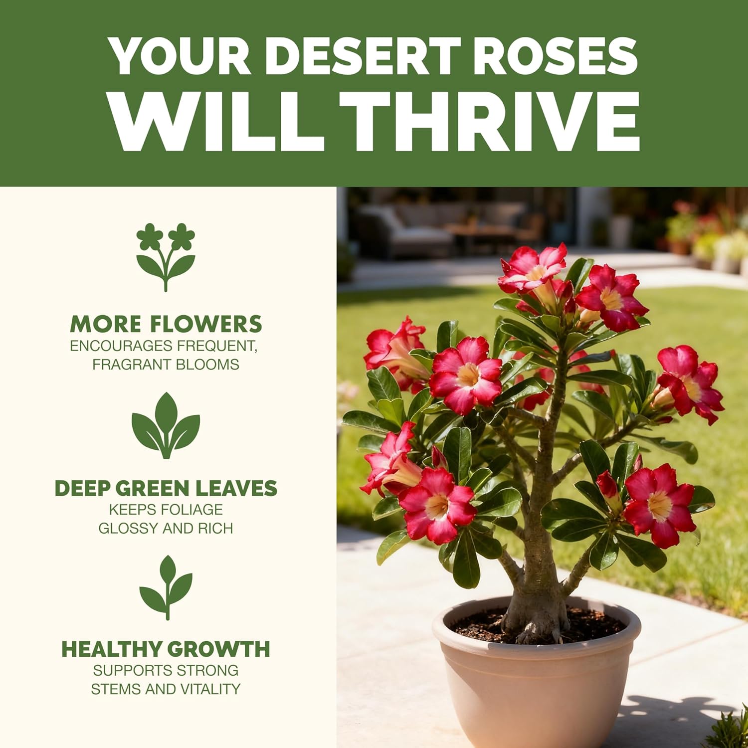 Desert Rose Fertilizer – Liquid Plant Food for More Blooms, Strong Caudex Growth & Healthy Root Development, 8 oz - Image 2