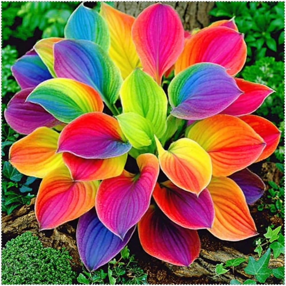 220+ Mixed Color Hosta Seeds for Planting - Hostas Seeds Rare Perennial, Flower Seed Beauties Easy to Grow Low Maintenance Heart Shaped Leaves Heart Hosta Plants for Outdoors Garden - Image 4