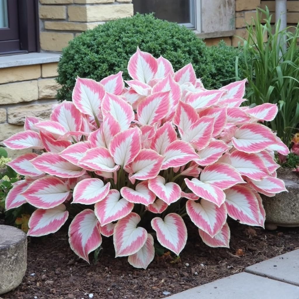 311+ Mixed Hosta Seeds for Planting – Perennial Shade Plants with Decorative Foliage, Ideal for Shady Gardens, Borders, Pots & Ground Cover - Image 4
