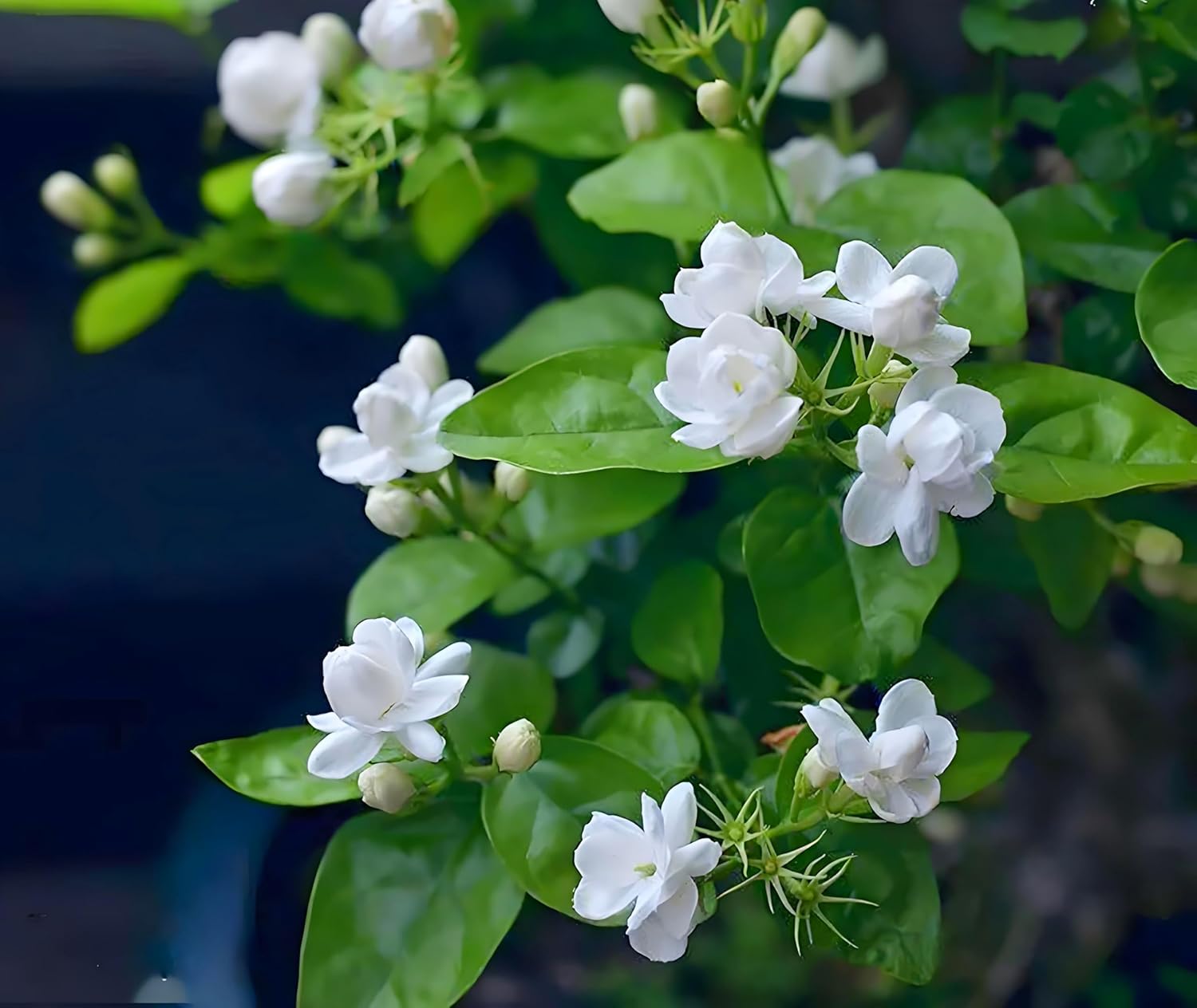 50 Pcs Jasmin Seeds for Planting Fragrant Flower Seeds for Home Garden Decor - Image 4