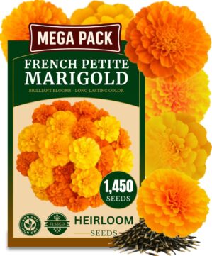 1450+ French Petite Marigold Seeds,...