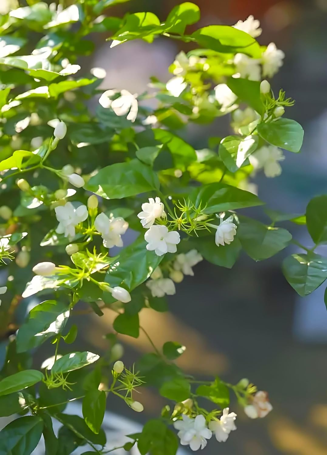 50 Pcs Jasmin Seeds for Planting Fragrant Flower Seeds for Home Garden Decor - Image 2