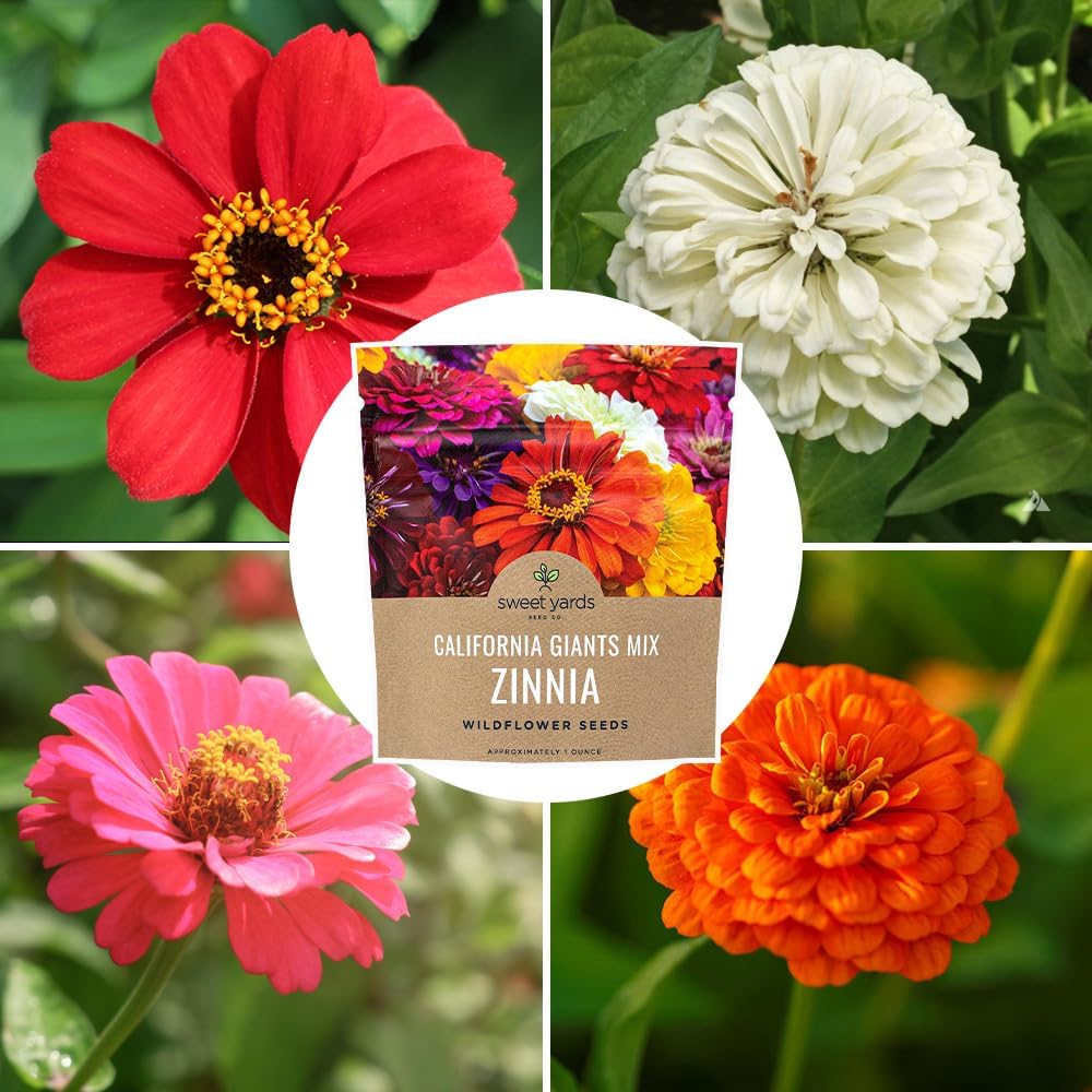 Zinnia Seeds - California Giants Mix - Large 1 Ounce Packet - 3,000 Flower Seeds - Mixed Colors and Large Blooms - Image 9