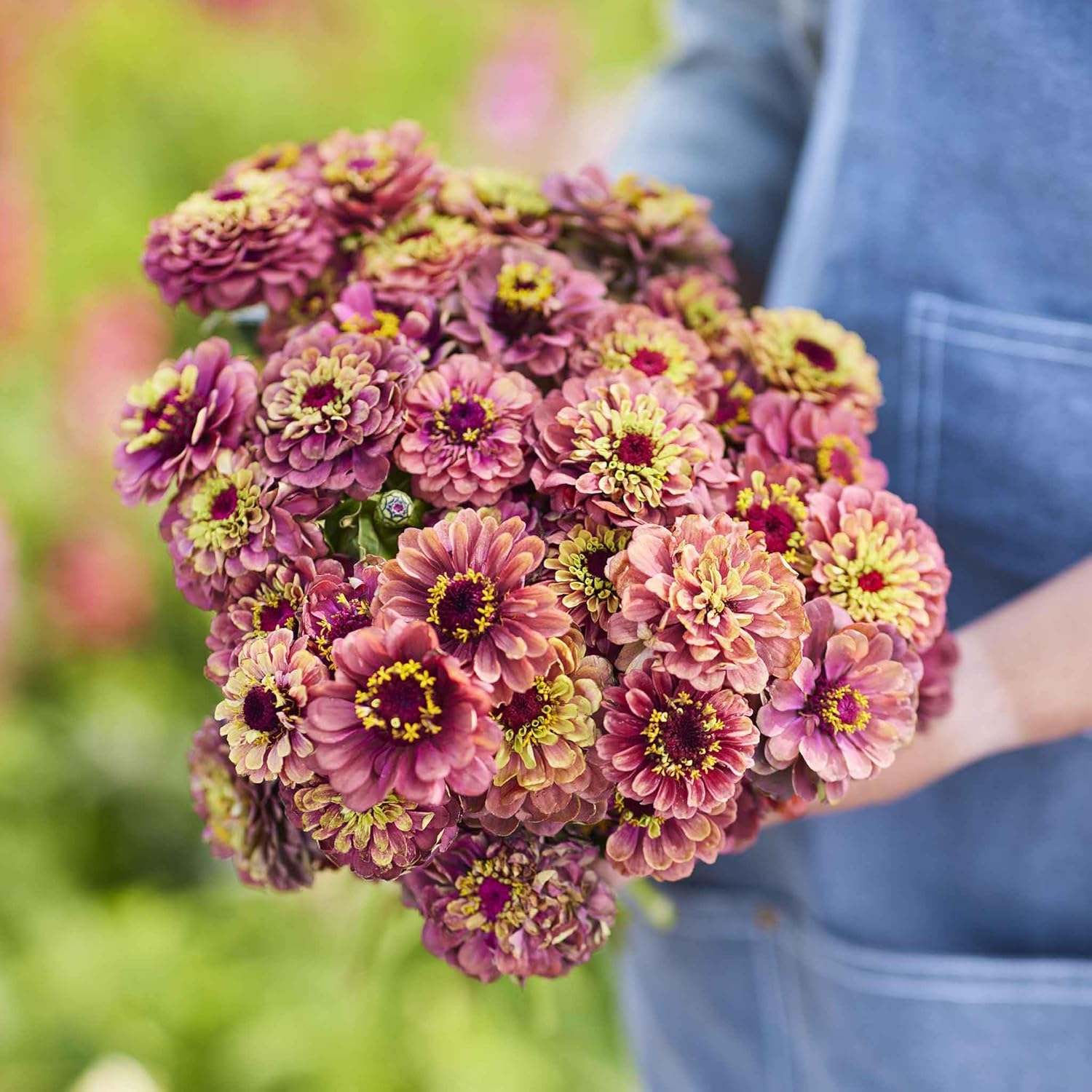 Eden Brothers Zinnia Seeds - Queen Lime Red, Non-GMO Seeds for Planting, Packet | Low-Maintenance Flower Seeds, Plant During Spring, Zones 3, 4, 5, 6, 7, 8, 9, 10 - Image 2