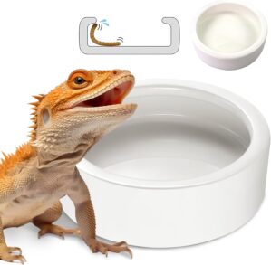 Ceramic Reptile Bowl – Mealwo...