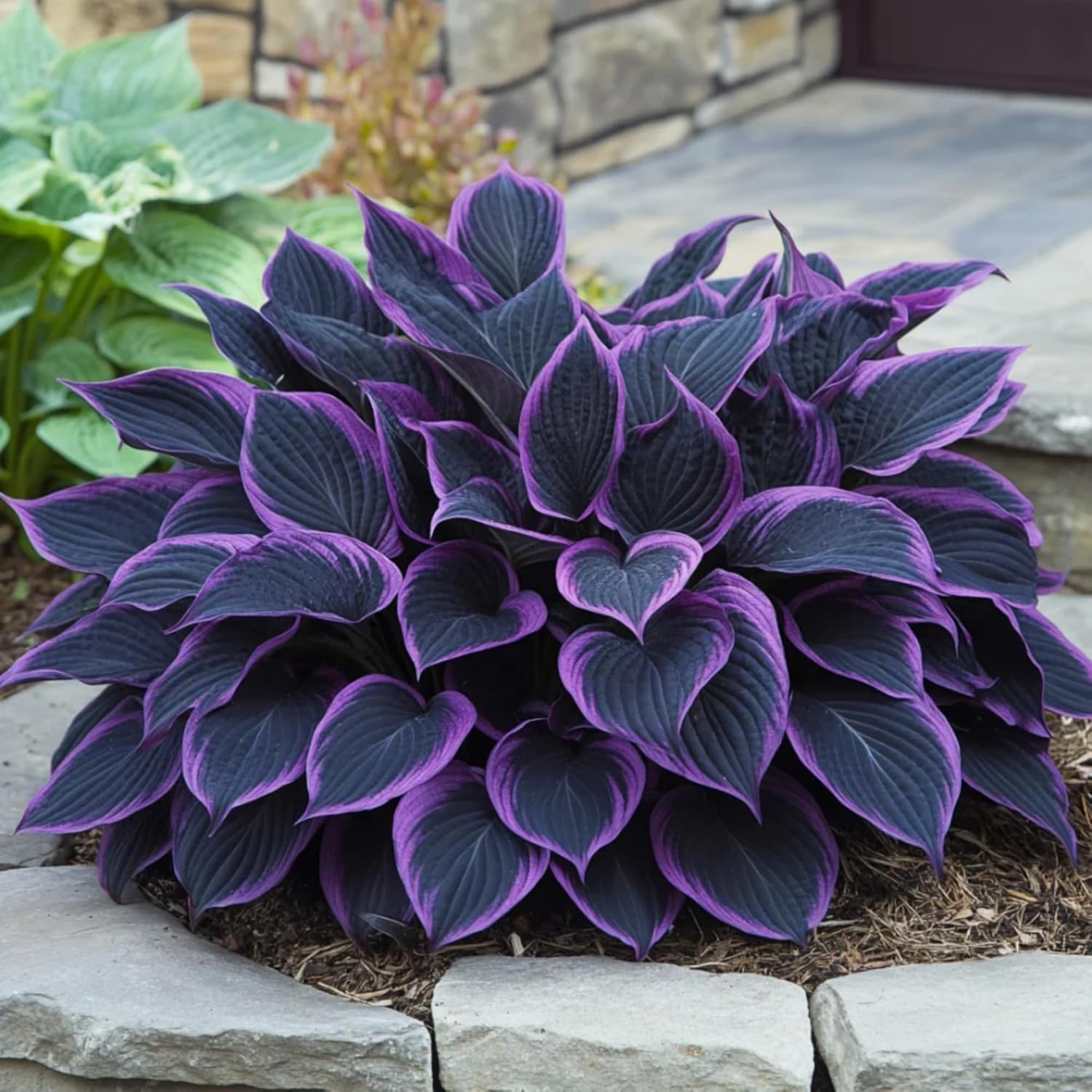 311+ Mixed Hosta Seeds for Planting – Perennial Shade Plants with Decorative Foliage, Ideal for Shady Gardens, Borders, Pots & Ground Cover - Image 2