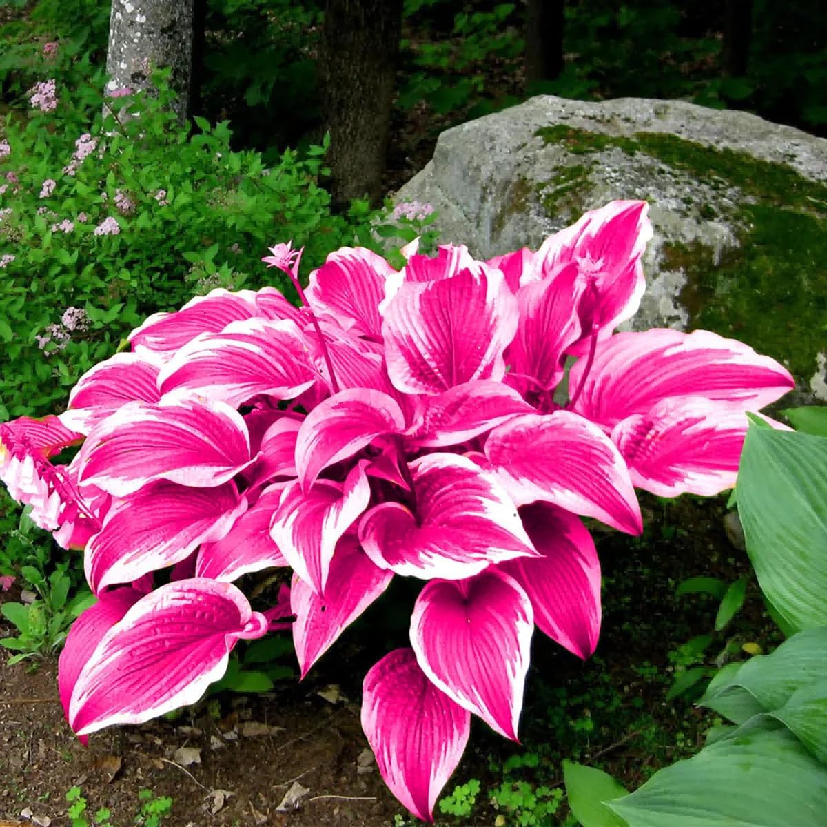 220+ Mixed Color Hosta Seeds for Planting - Hostas Seeds Rare Perennial, Flower Seed Beauties Easy to Grow Low Maintenance Heart Shaped Leaves Heart Hosta Plants for Outdoors Garden - Image 5