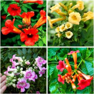 100+Hummingbird Trumpet Vine Plant ...