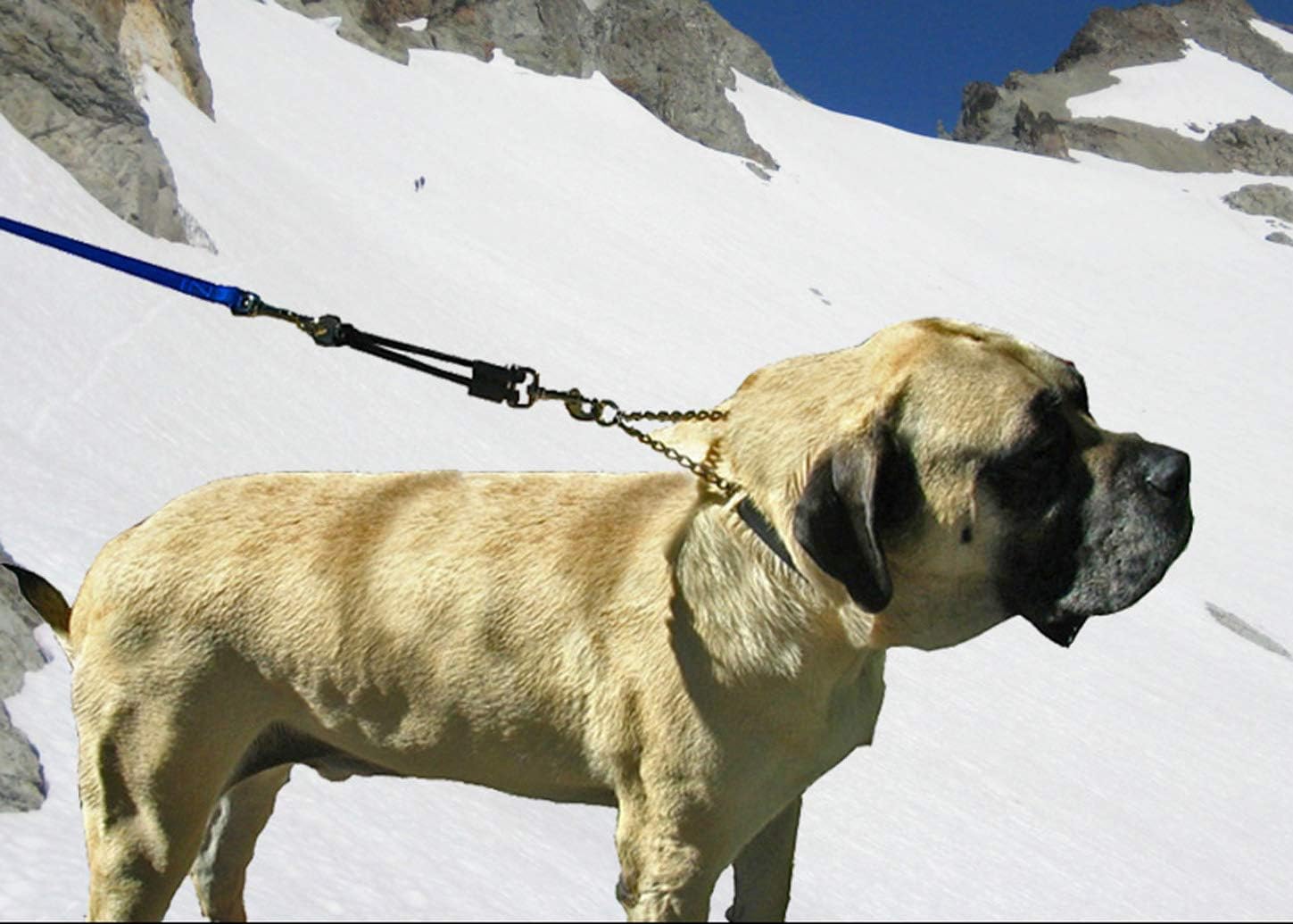 BUNGEE DOG LEASH EXTENSION – Patented Shock Absorber Attachment Protects You and Your Dogs – Works with ANY Leash & Collar or Harness – a MUST for Retractable Leashes – PICK SIZE/COLOR BELOW - Image 4