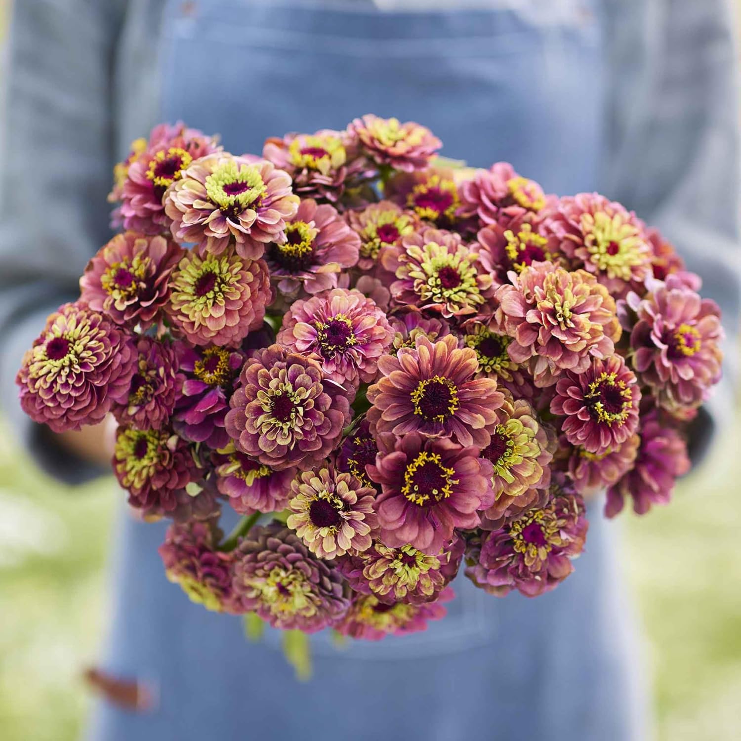 Eden Brothers Zinnia Seeds - Queen Lime Red, Non-GMO Seeds for Planting, Packet | Low-Maintenance Flower Seeds, Plant During Spring, Zones 3, 4, 5, 6, 7, 8, 9, 10