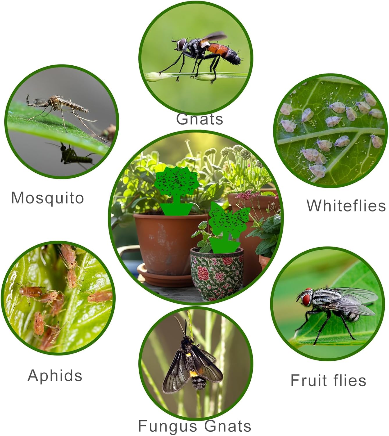Fruit Fly Traps, 60 Pack Green Stick Traps, Fungus Gnat Traps, Plant Fly Stickers for Indoor and Outdoor Use Protect The Plant - Image 4