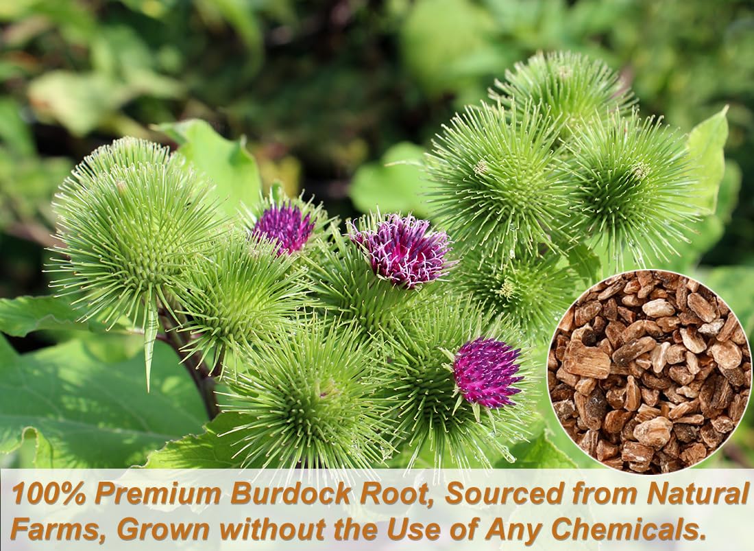 Premium Burdock Root Tea Bags,140 Tea Bags.100% Natural Burdock Tea,No Additives,Caffeine Free. - Image 2