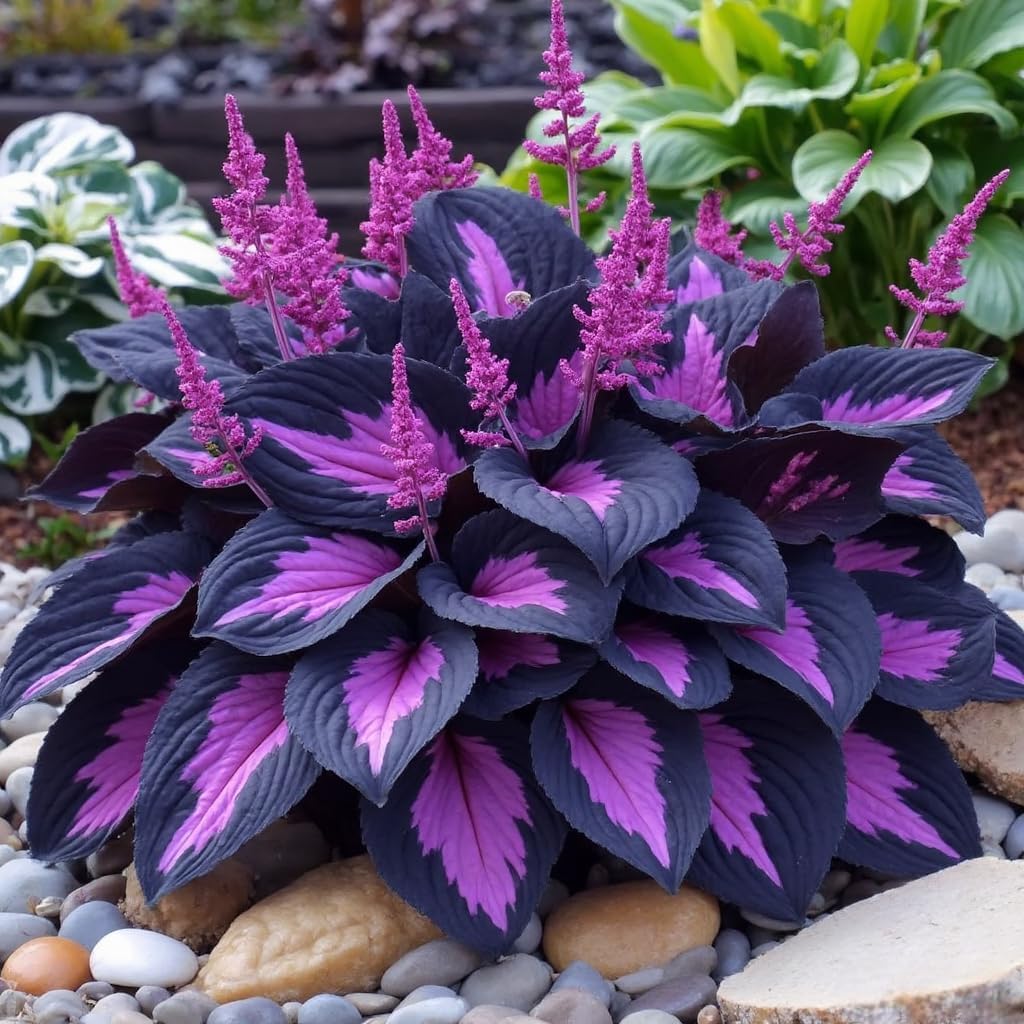 311+ Mixed Hosta Seeds for Planting – Perennial Shade Plants with Decorative Foliage, Ideal for Shady Gardens, Borders, Pots & Ground Cover - Image 5