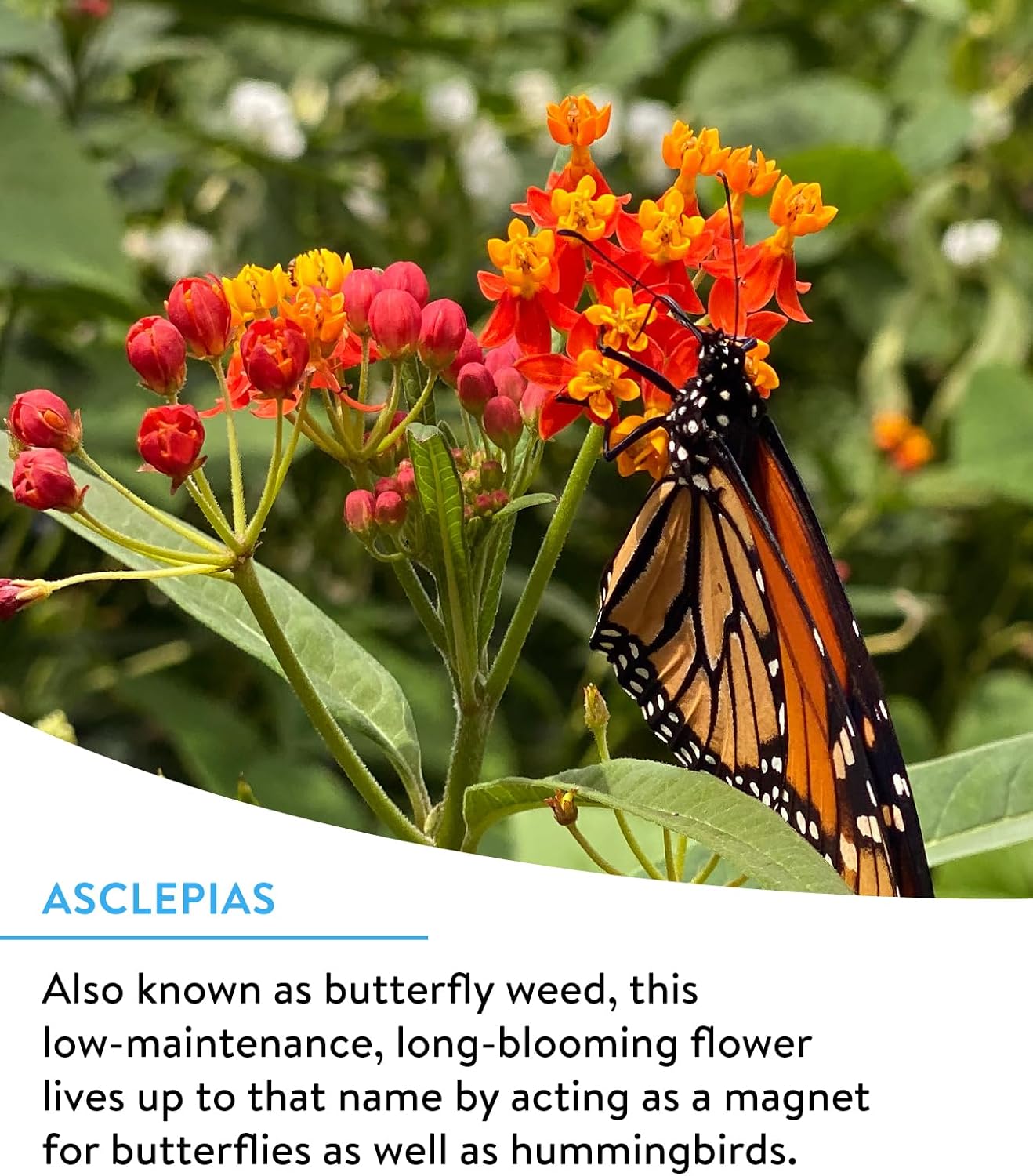 Burpee Wildflower 25,000 Bulk, 1 Bag 18 Varieties of Non-GMO Flower Seeds for Hummingbirds and Butterflies - Image 2