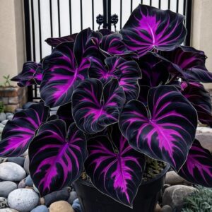 308 Hosta Seeds for Planting – Ra...