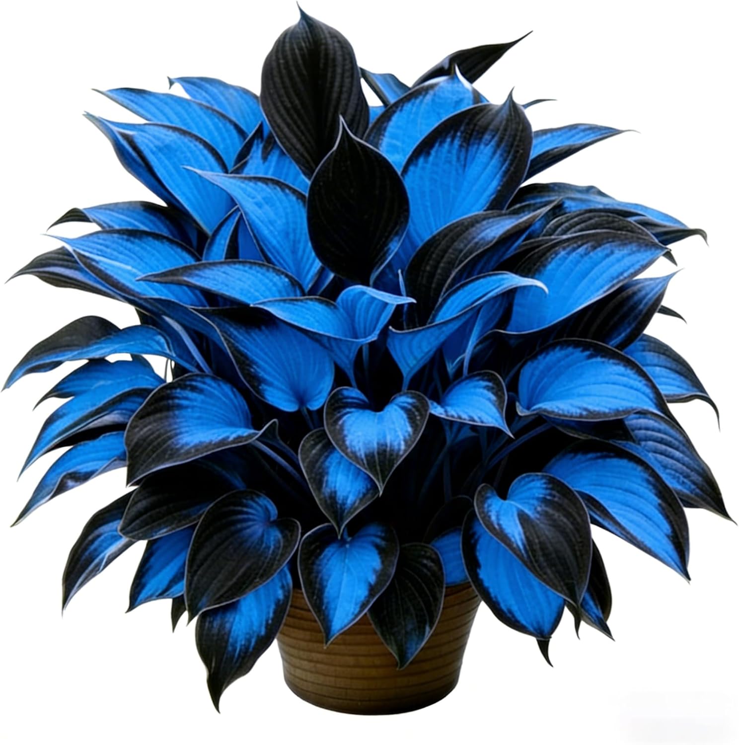 Hosta Seeds for Planting, 230+pcs Rare Perennial Hosta Flower Seeds, Non-GMO Heirloom Long Blooming Plants Shaded Entry Pathway Flowers for Garden Outdoors - Image 6