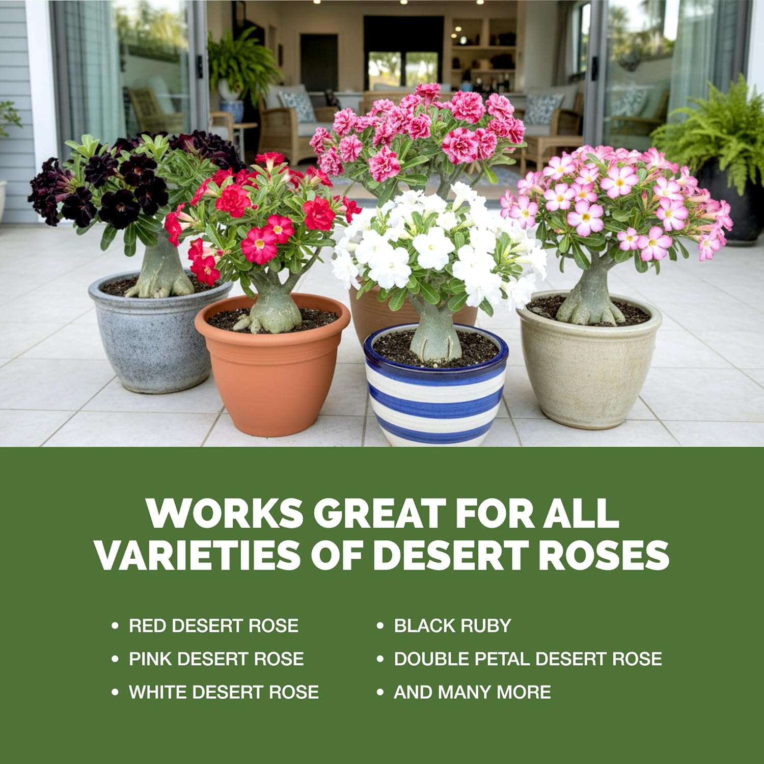 Desert Rose Fertilizer – Liquid Plant Food for More Blooms, Strong Caudex Growth & Healthy Root Development, 8 oz - Image 5