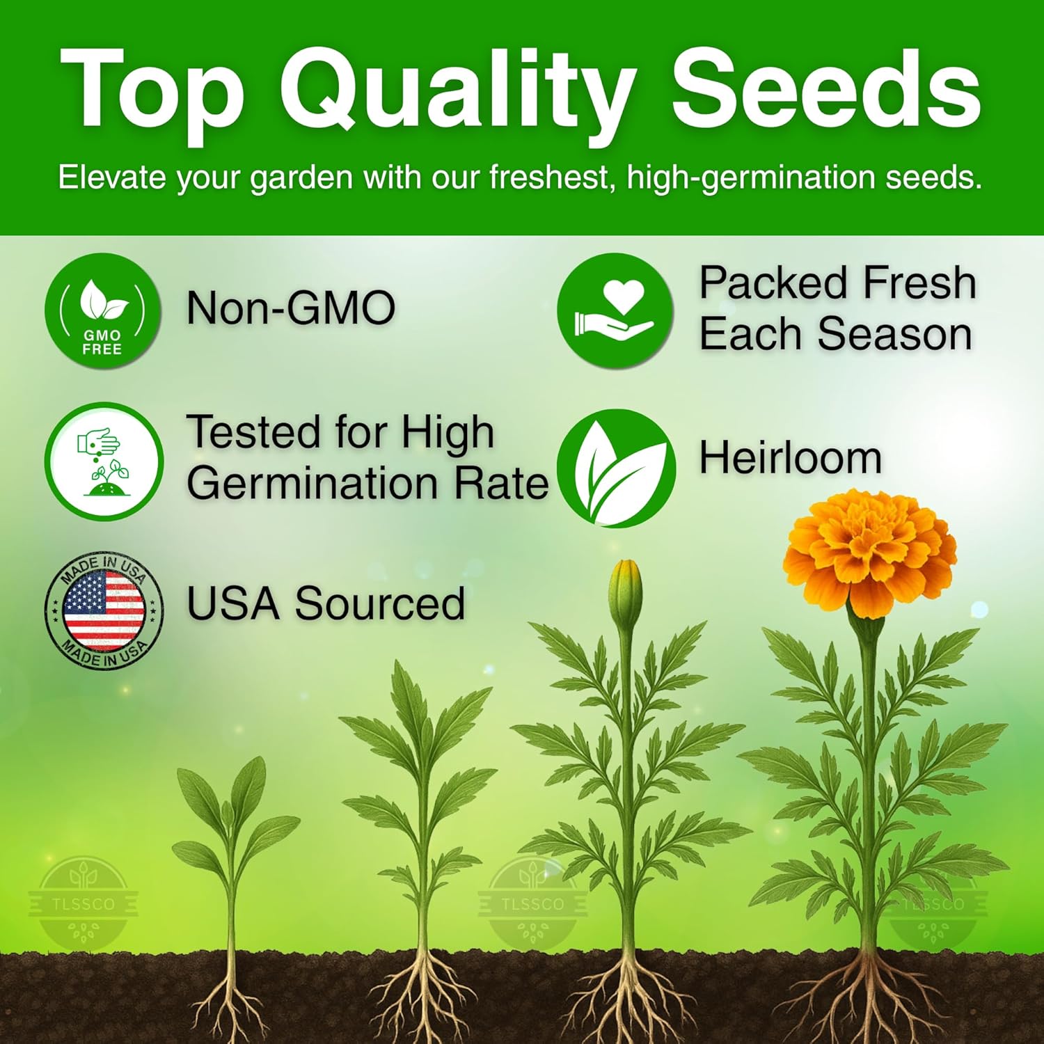 1450+ French Petite Marigold Seeds, Pack for 2026 USA Premium Non-GMO Flower Seeds for Planting Outdoors AKA. Tagetes patula Easy to Grow Heirloom Seeds - Image 2